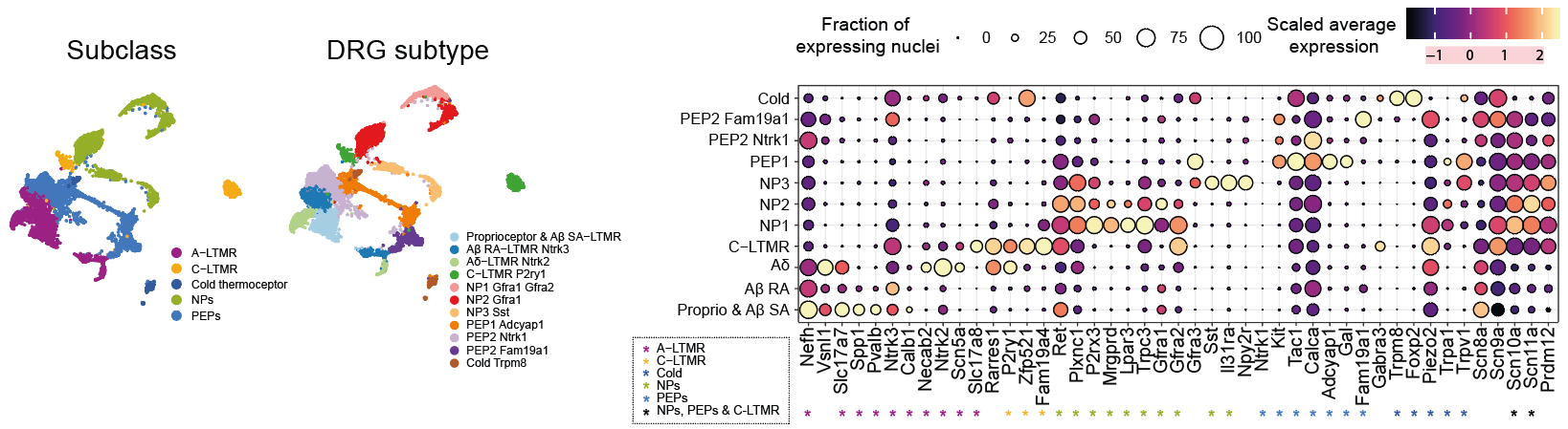 Annotations des Neurones de Jung et al.