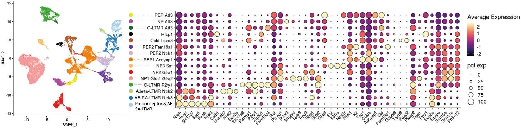 Final Neuron Annotations from Wang et al.