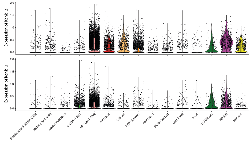 expression of Kcnk12 and Kcnk13