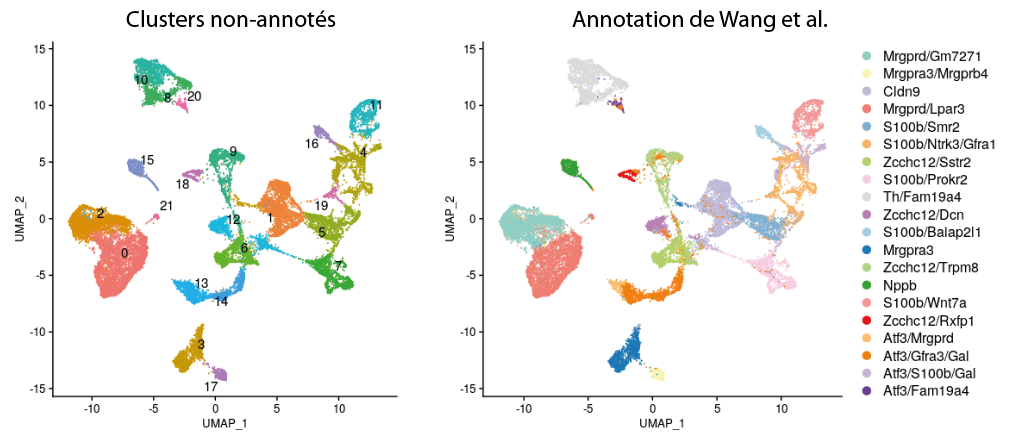 Neuron Annotations