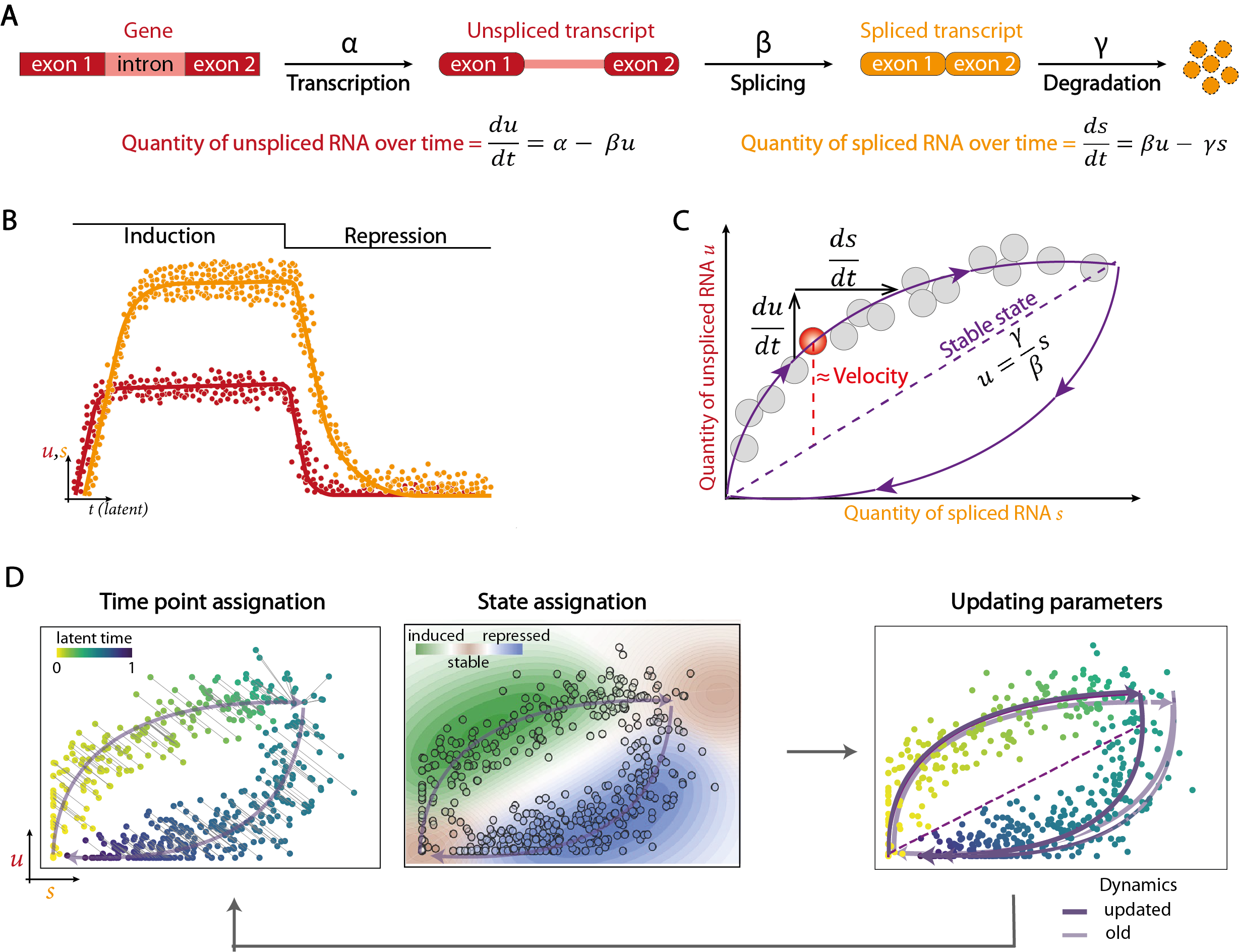 RNA velocity