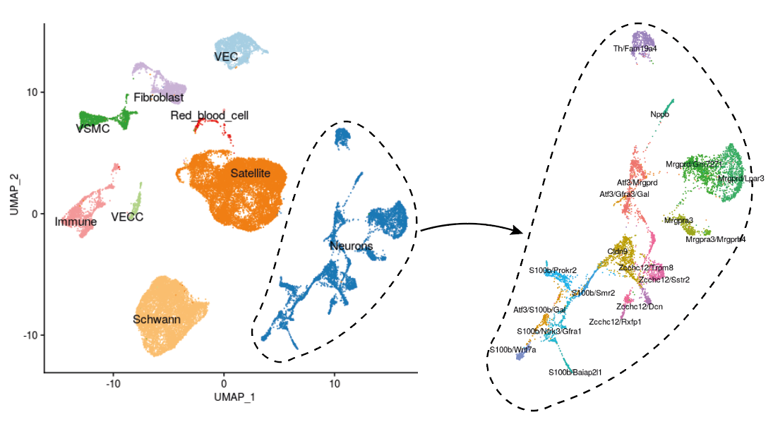 UMAP_Wang_Neurons