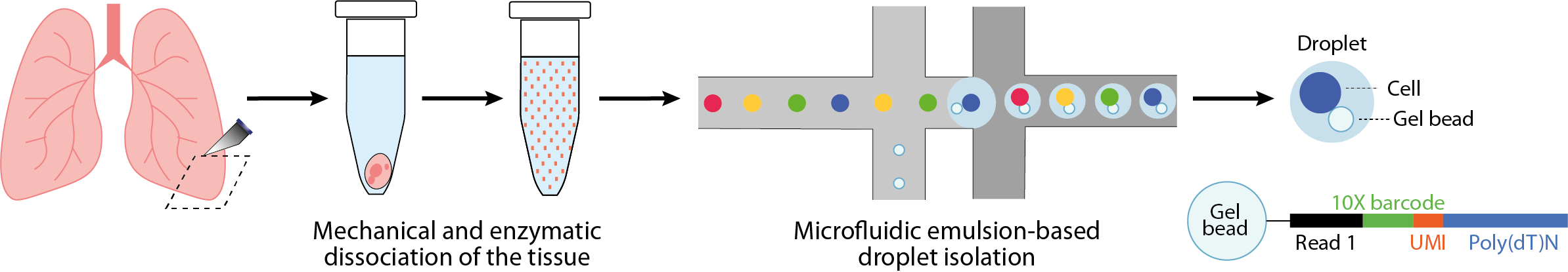 Protocole scRNA-seq basé sur l’isolement par gouttelette