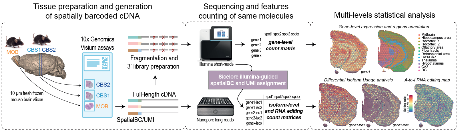 The spatial landscape of gene expression isoforms in tissue sections, Lebrigand K. et al, 2023